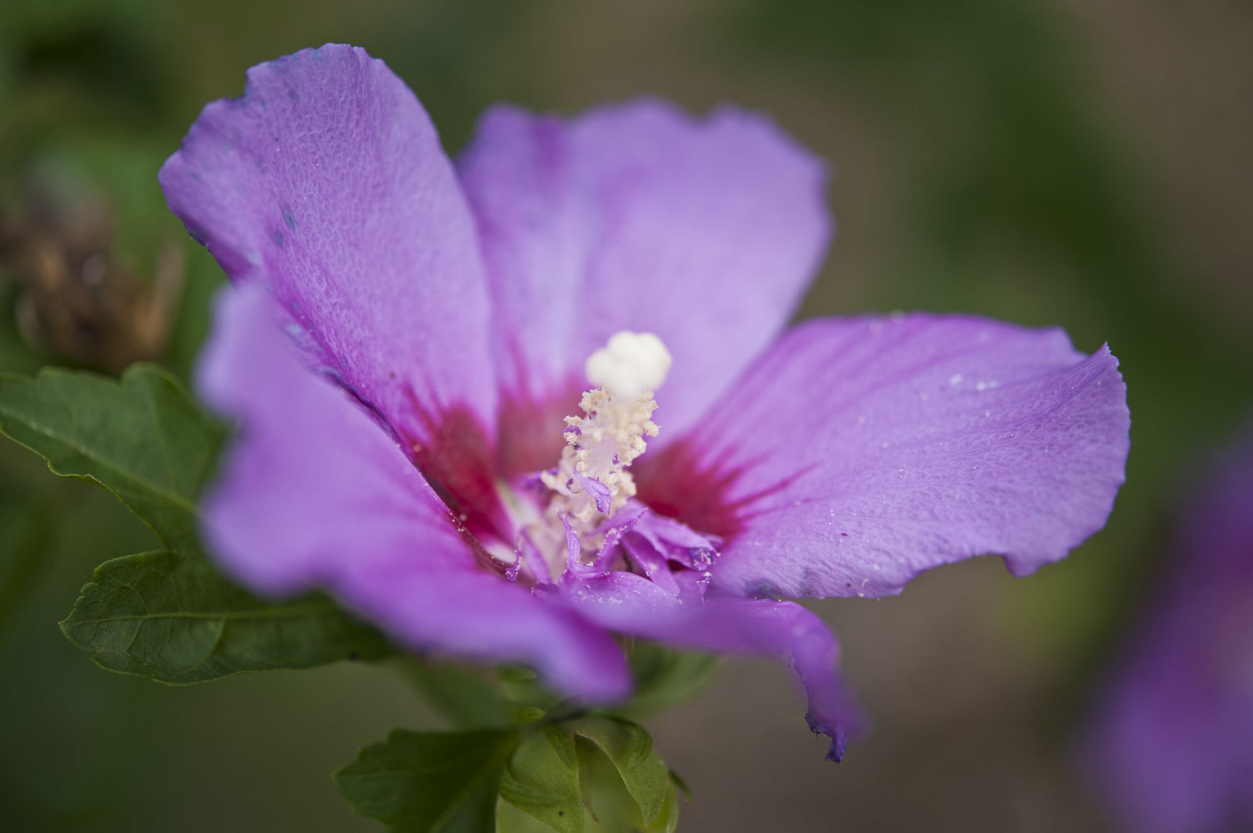Nissen House garden